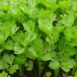 celery-sprouting-eln-green-seeds=1