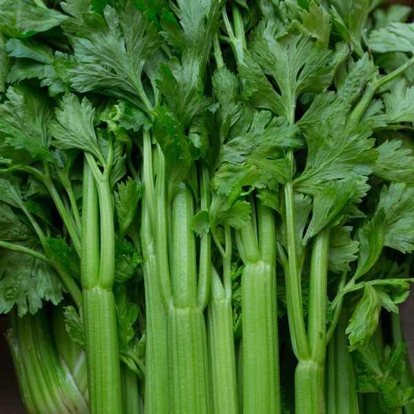 celery-tall-utah-seed