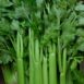 celery-tall-utah-seed