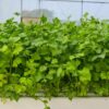 celery-tall-utah-seeds-1