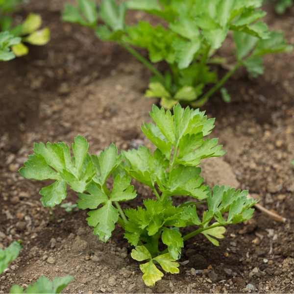 celery--tall-utah-seeds-4 celery--tall-utah-seeds-4