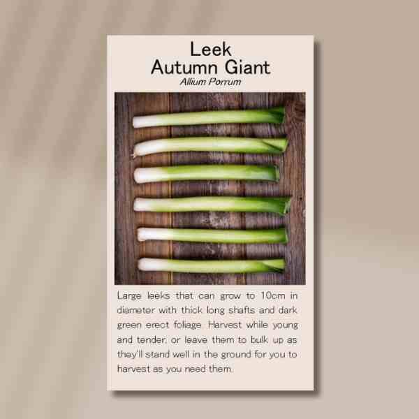 leek-autumn-giant-front leek-autumn-giant-front