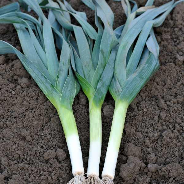 leek-autumn-giant-seed