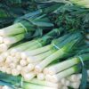 leek-autumn-giant-seeds-5