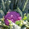 purple-cauliflower-seeds-2