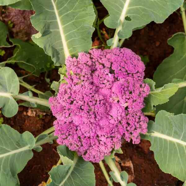 purple-cauliflower-seeds-3 purple-cauliflower-seeds-3