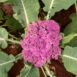 purple-cauliflower-seeds-3