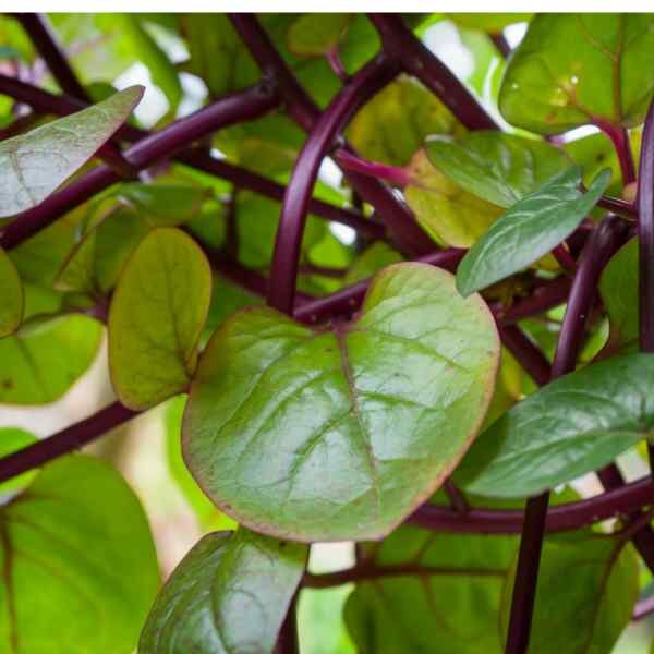 spinach-malabar-seeds-1 spinach-malabar-seeds-1