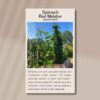 spinach-red-malabar-front