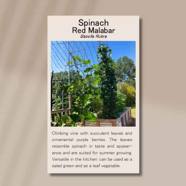 spinach-red-malabar-front spinach-red-malabar-front