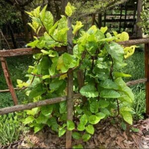 Spinach Red Malabar
