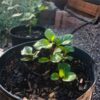 spinach-red-malabar-seeds-3