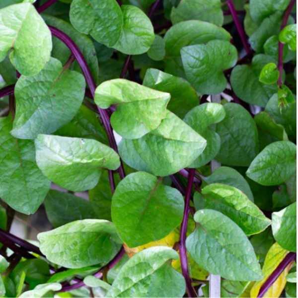 spinach-red-malabar-seeds