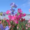 sweet-pea-colourama-seed