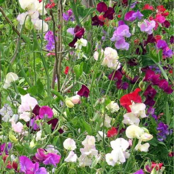 sweetpea-colourama-seeds-2 sweetpea-colourama-seeds-2