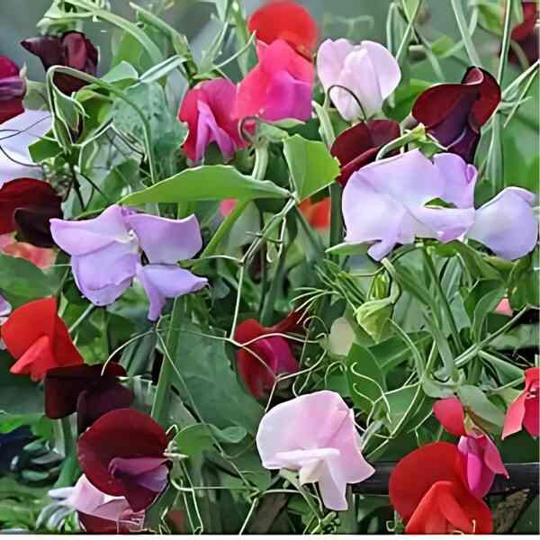 sweetpea-colourama-seeds-5 sweetpea-colourama-seeds-5