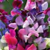 sweetpea-colourama-seeds-6