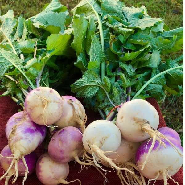 turnip-purple-top-white-globe-seeds