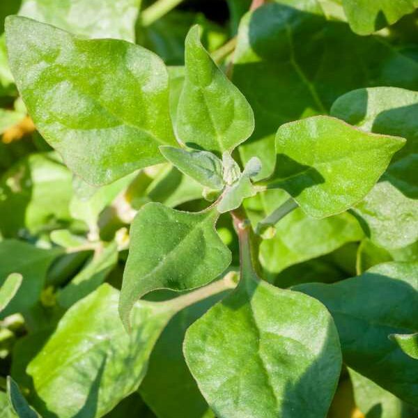 warragul-green-natives-seeds