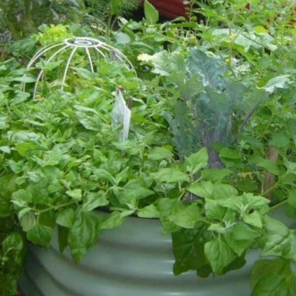 warragul-greens-seeds-2 warragul-greens-seeds-2