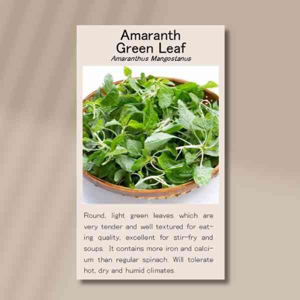 amaranth-green-front amaranth-green-front