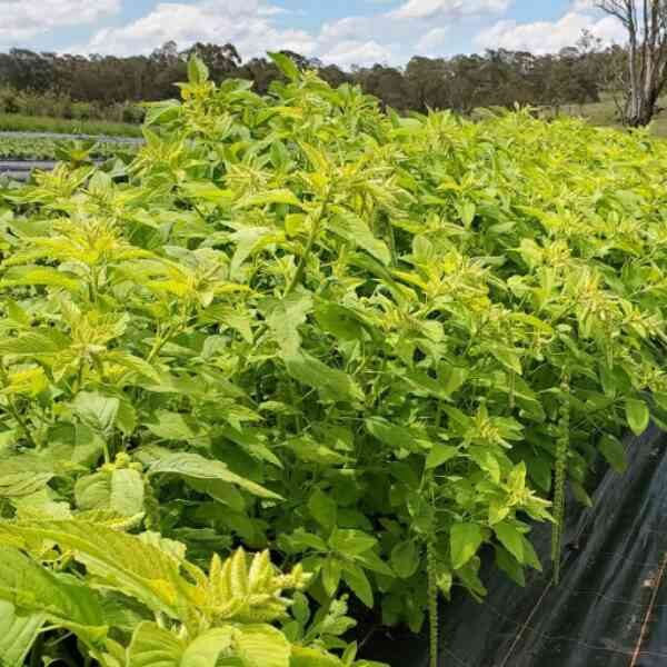 amaranth-green-seeds-1