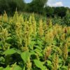 amaranth-green-seeds-2