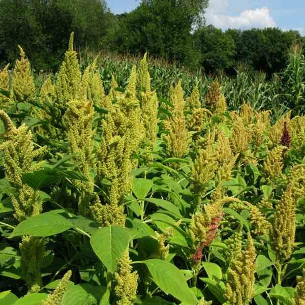 amaranth-green-seeds-2 amaranth-green-seeds-2