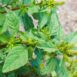 amaranth-green-seeds-3