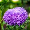 aster-powder-puff-mix-seed-1