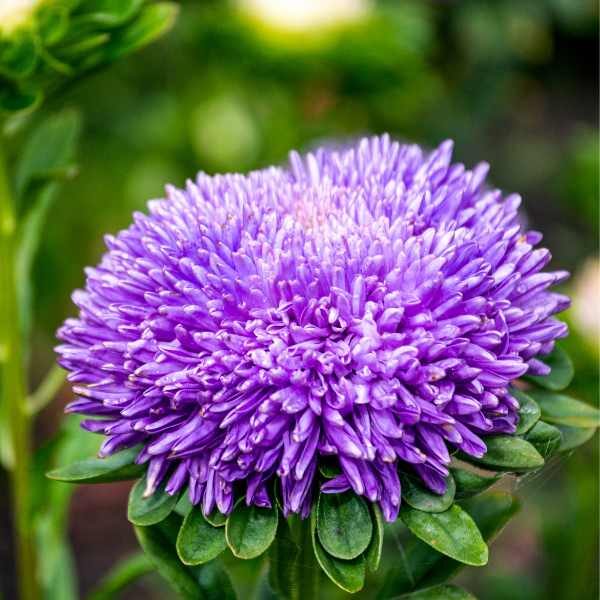 aster-powder-puff-mix-seed-1 aster-powder-puff-mix-seed-1