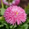 aster-powder-puff-mix-seed-2