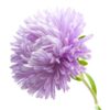 aster-powder-puff-mix-seed-3