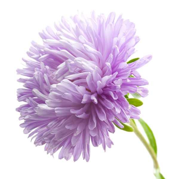 aster-powder-puff-mix-seed-3 aster-powder-puff-mix-seed-3