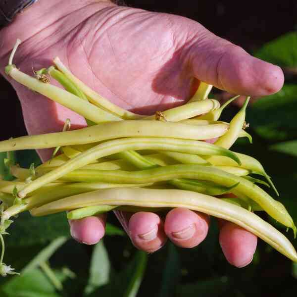 bean-cherokee-wax-seeds-3 bean-cherokee-wax-seeds-3