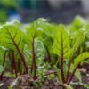 beetroot-detroit-seeds-6