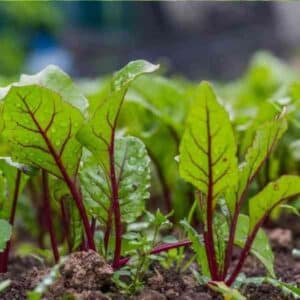 beetroot-detroit-seeds-6