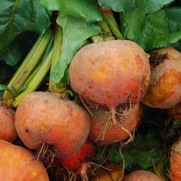 bunch of beetroot golden