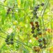 black-russian-tomato-seeds-2