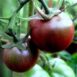 black-russian-tomato-seeds