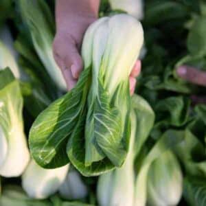 Bok Choy