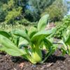 bok-choy-seeds-1