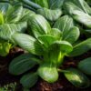 bok-choy-seeds-2