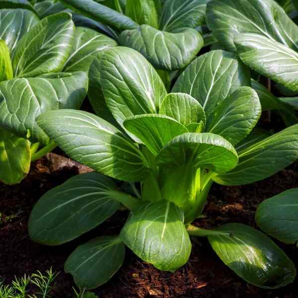 bok-choy-seeds-2 bok-choy-seeds-2