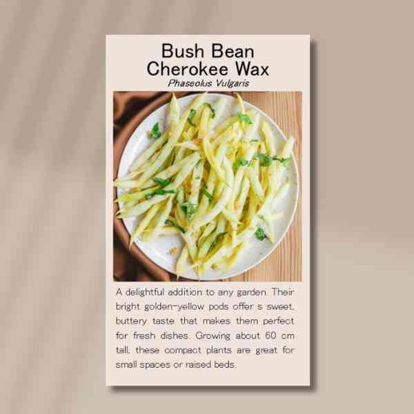 bush-bean-cherokee-wax-front bush-bean-cherokee-wax-front