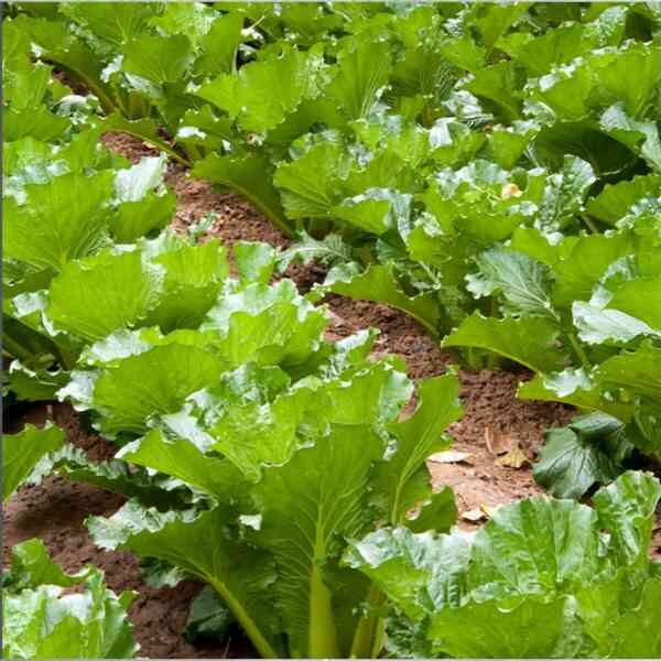 cabbage-michihli-seeds-5 cabbage-michihli-seeds-5