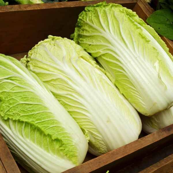 cabbage-michilli--seeds