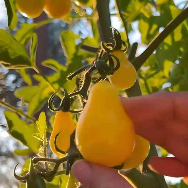 cherry-tomato-yellow-pear-6