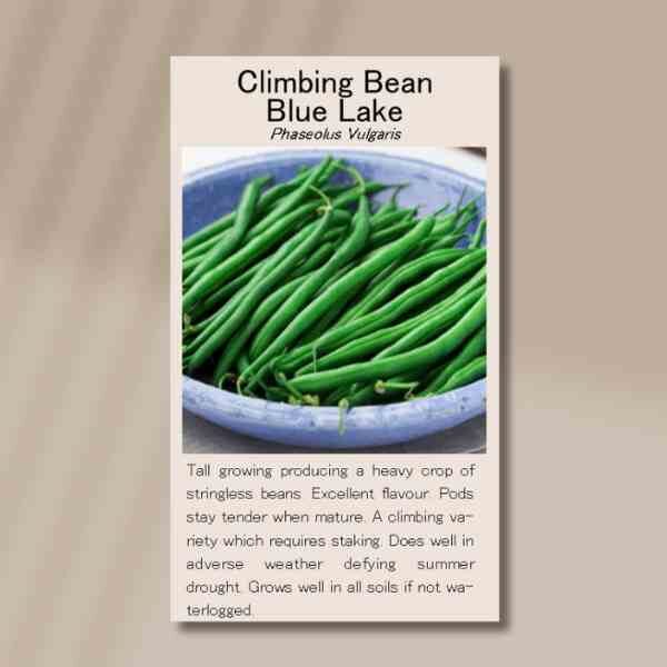 climbing-bean-blue-lake-back climbing-bean-blue-lake-back
