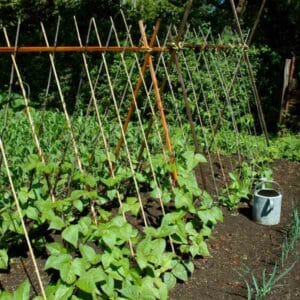 climbing-bean-blue-lake-seeds